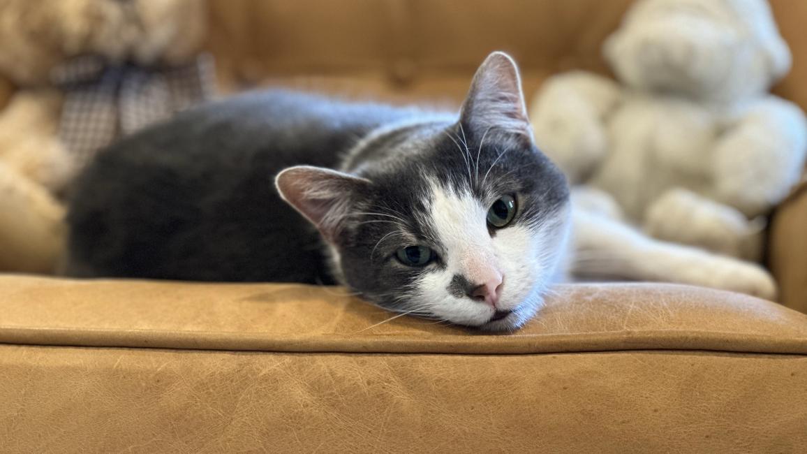 Buddy the cat lying on a chair with stuffed animals behind him