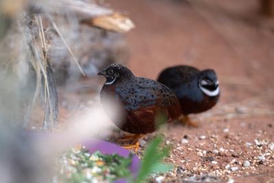 John and Paul, the two quail