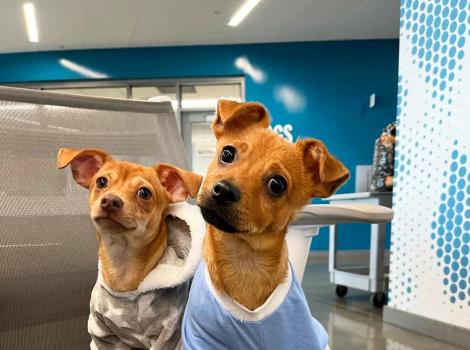 Two brown puppies wearing shirts sitting on a chair