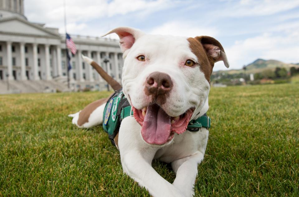 Dog lying on lawn in front of government building