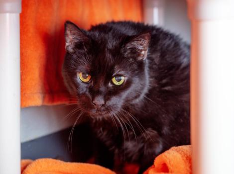 Shane the cat in an area with an orange blanket