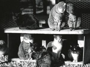 Vintage photo of cats at Cat World