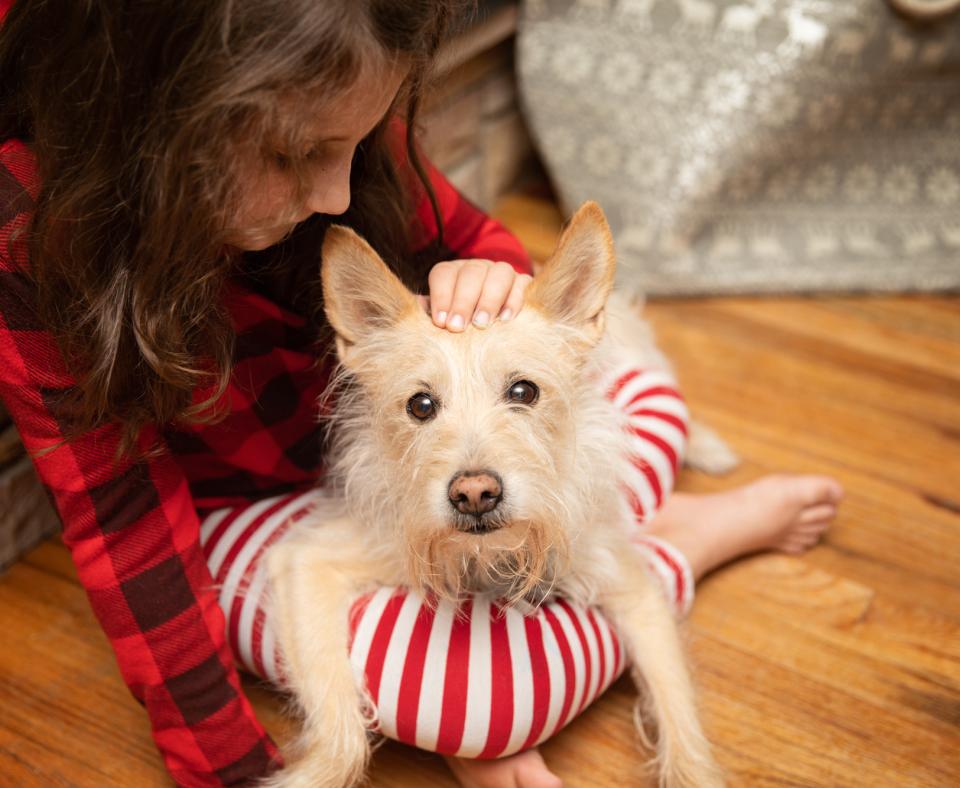 Person wearing red and white pajamas petting a terrier-type dog in her lap