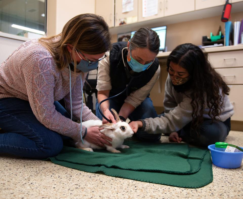 Bunny receiving a veterinary exam