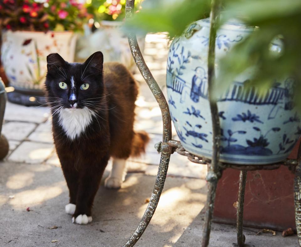 Cat outside on patio