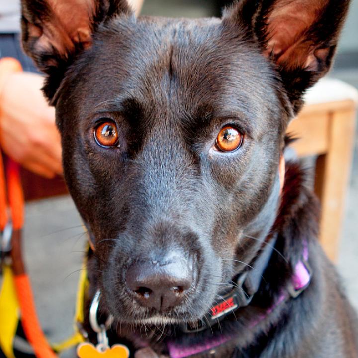 Dog sitting next to person sitting on a bench in New York City