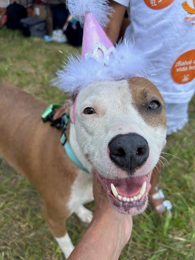 Coral the dog wearing a princess hat and smiling