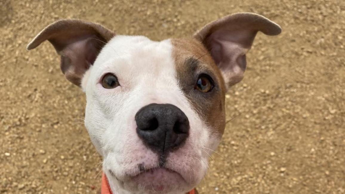 The face of Coral, the mama dog, wearing a red collar