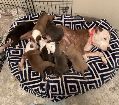 Coral the dog lying on a bed nursing her puppies