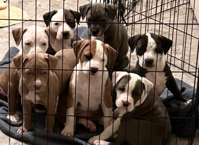 Coral the mama dog's puppies in a pen