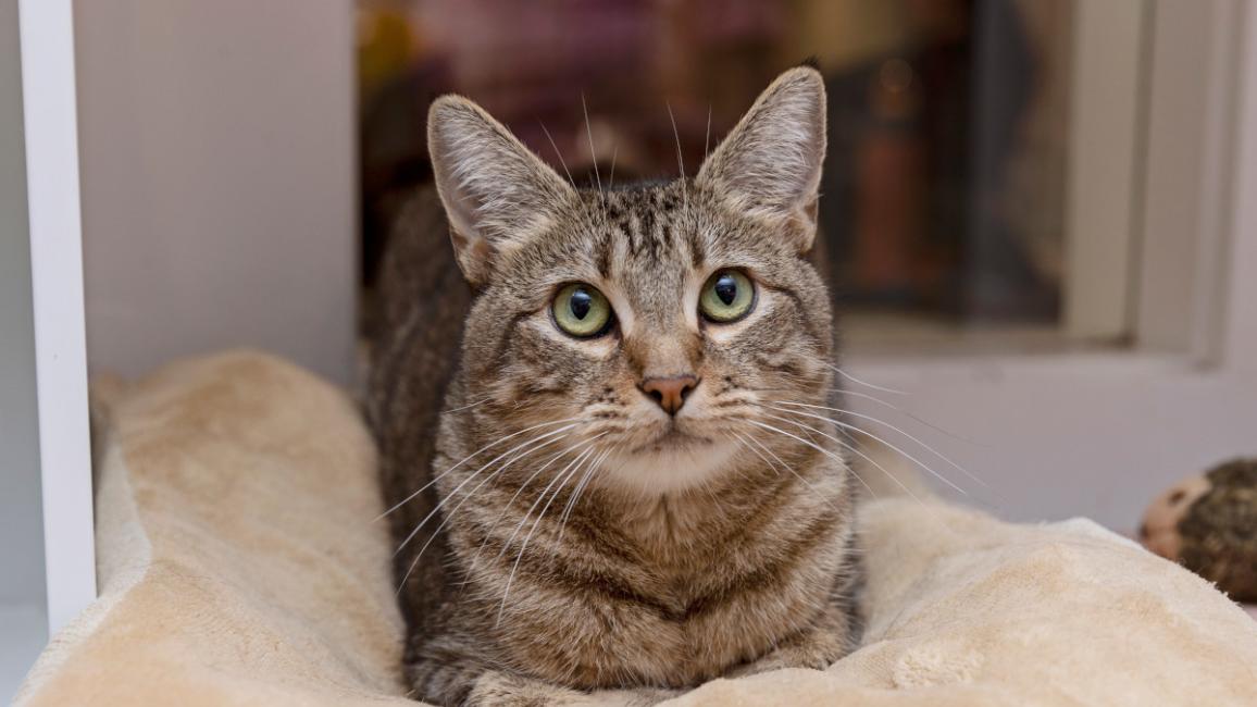 Brown tabby cat lying on a blanket