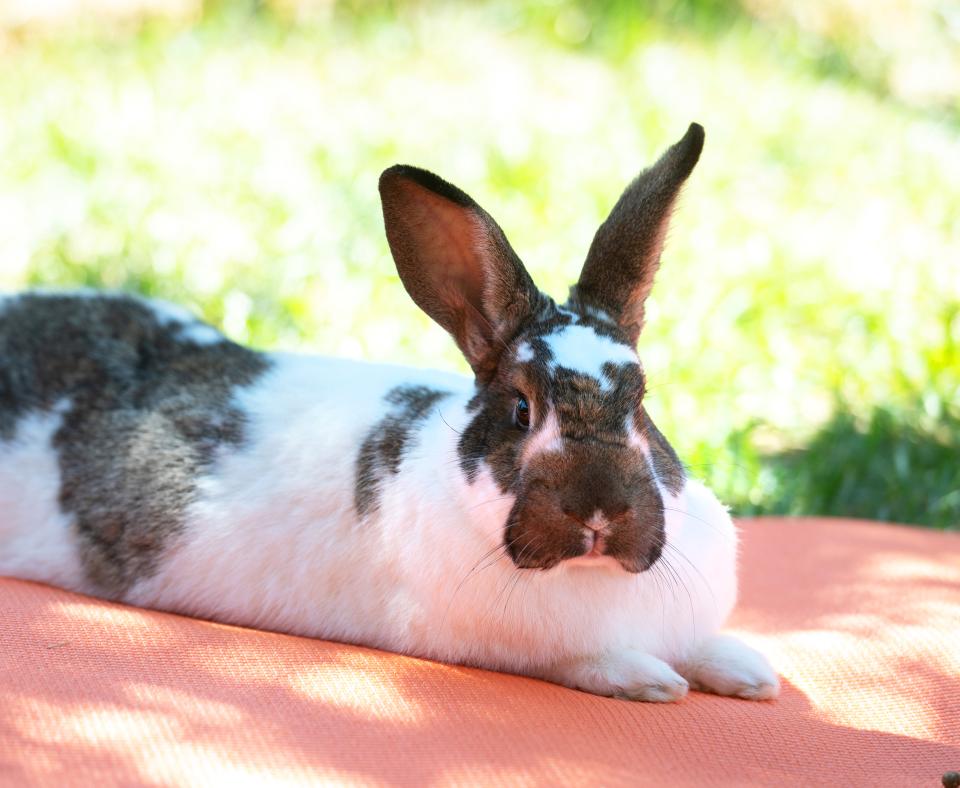 Happy bunny resting in the shade in a grassy spot