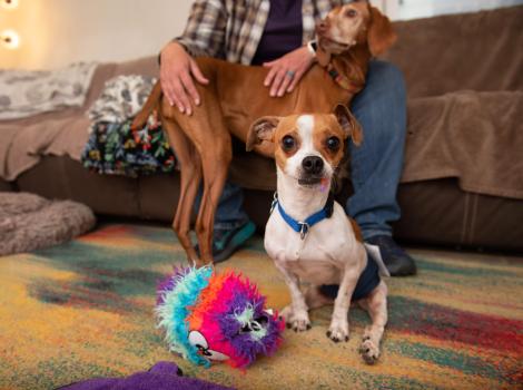 RoiLie the dog with a little fluff in his mouth from a multicolored toy, with another dog and person sitting on a couch behind him