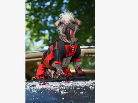 Dogpool wearing her red outfit with tongue out