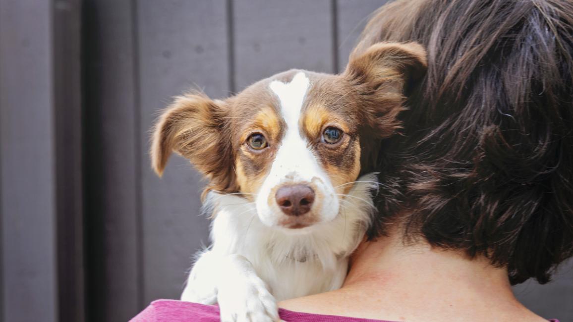 Person holding a small brown and white dog over her shoulder