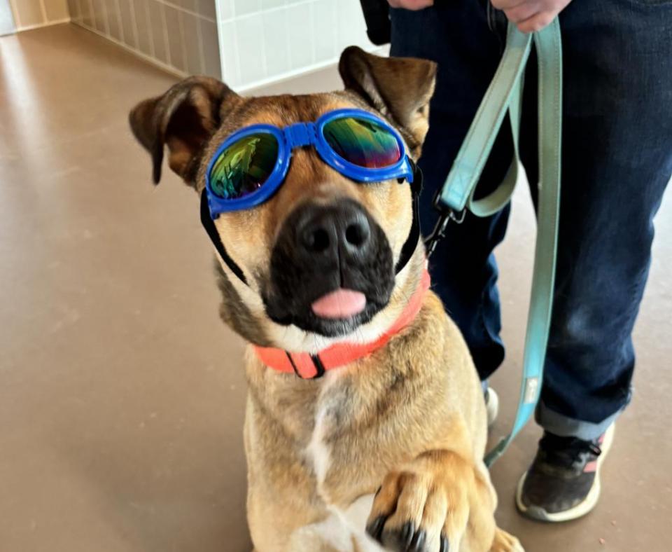 Doug the dog wearing sunglasses, with tongue out, and one paw raised