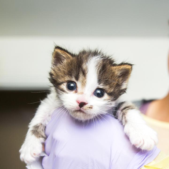 Smiling person holding a tiny kittens in their hands