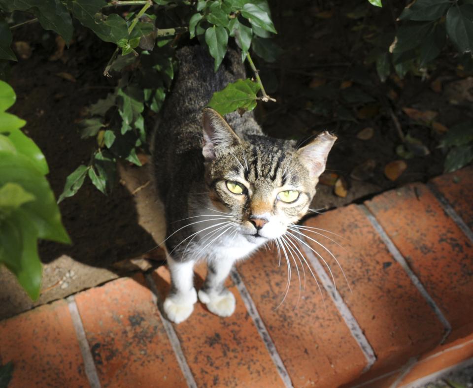 Cat with a tipped ear looking out from under a shrub