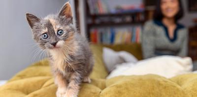 Tiny kitten on a couch in a living room with a person