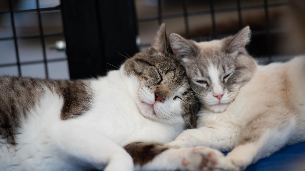 Eugene and Alice the cats snuggling with each other