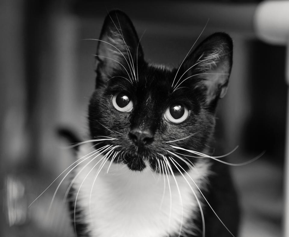 Black and white cat