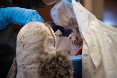 Owl puppet beside the two babies as they're being fed