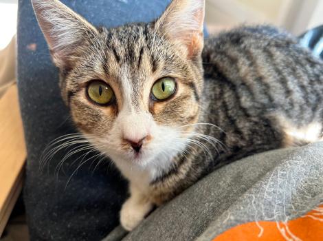 Dixon the tabby and white cat lying on a lap