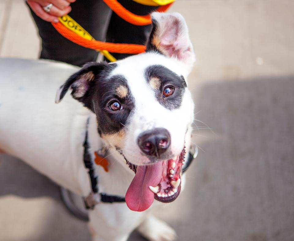 Smiling dog going for a walk on a leash in New York City