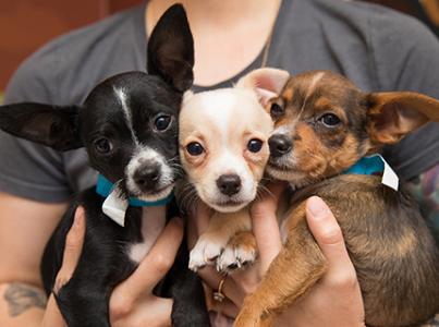 Person holding three adorable puppies