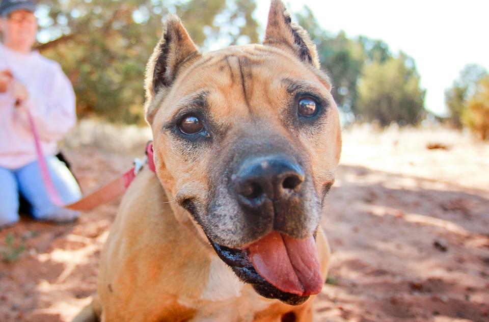 Brown pitbull-type dog