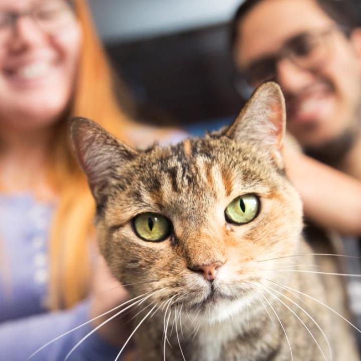 Two people sitting with a cat