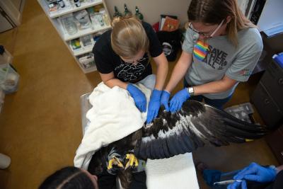 Lauren Ross and Brianna Vlach working on the golden eagle, whose under a towel other than one wing is stretched out