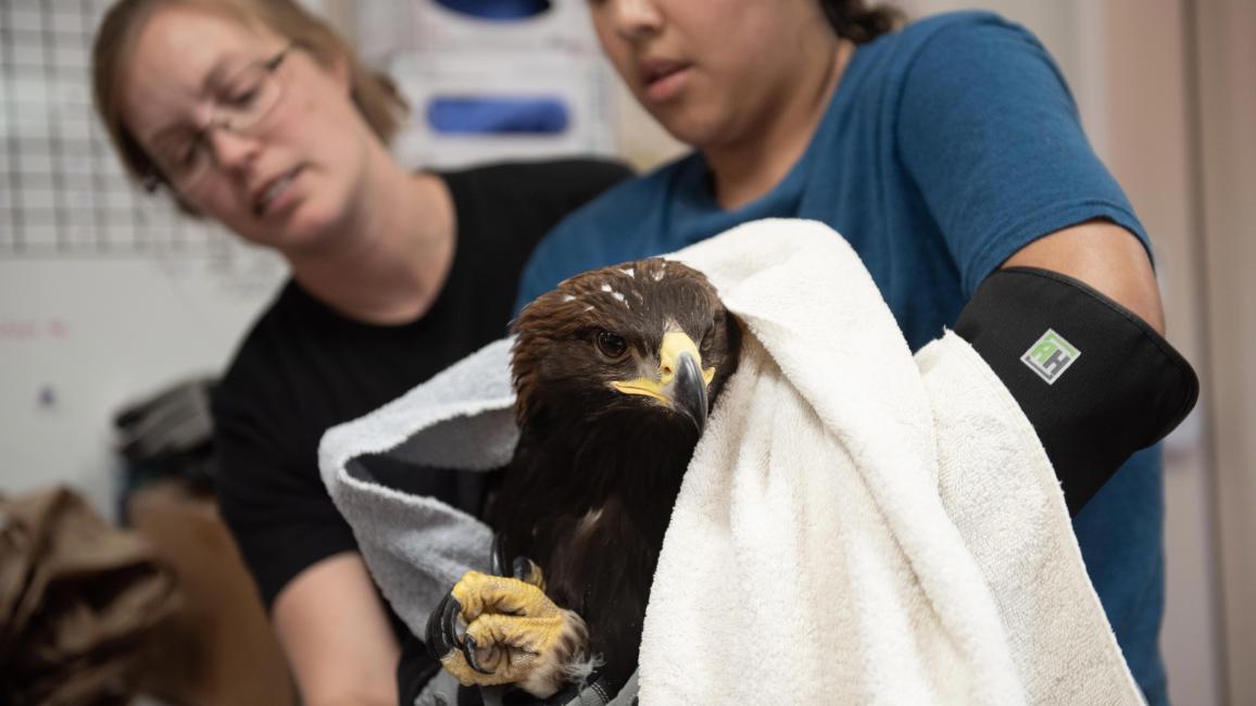 Lauren Ross and Brianna Vlach holding the golden eagle in a towel