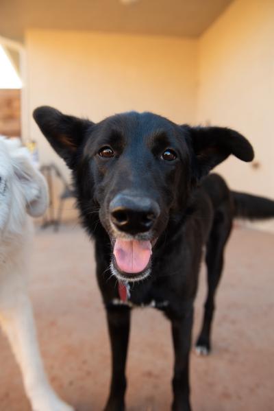 Greggy the dog standing with mouth open in a smile