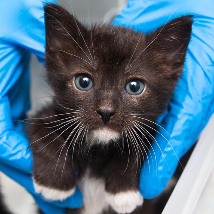 Person holding a tiny fuzzy kitten in their hands