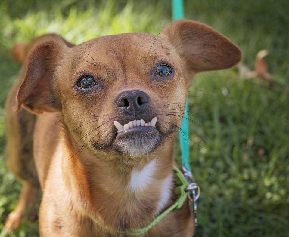 Gremlin the dog with an underbite, outside on a leash in some grass