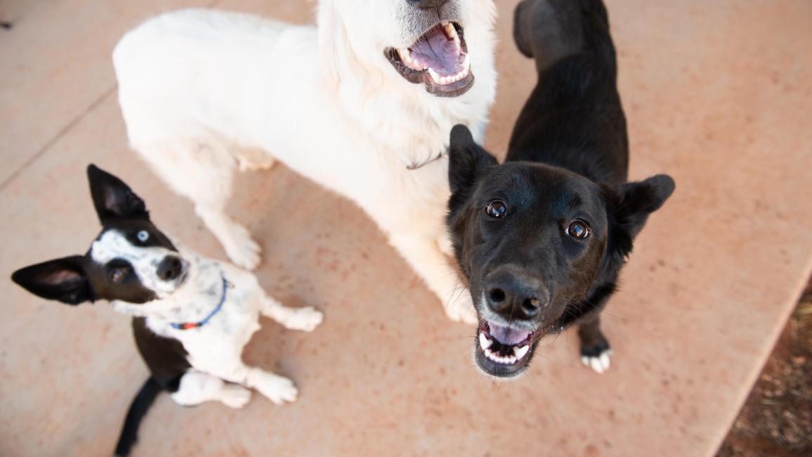 Greggy out with two other dogs, all happy