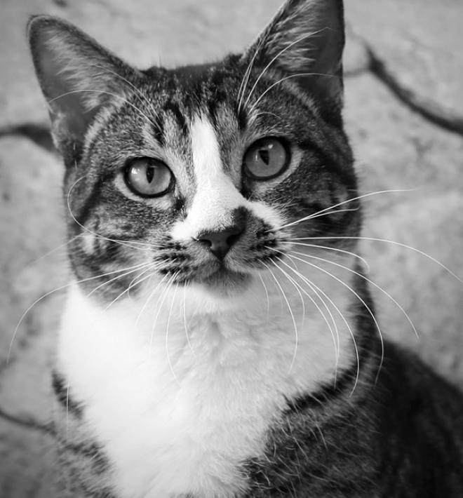 Cat sitting by brick wall