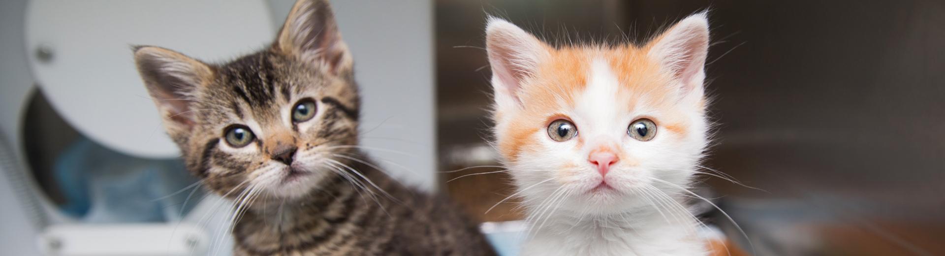 Two tiny kittens sitting side-by-side on a soft blanket in a metal kennel