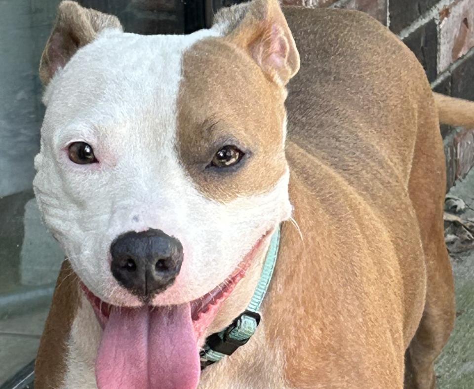 Coral the dog happy and smiling with her tongue out