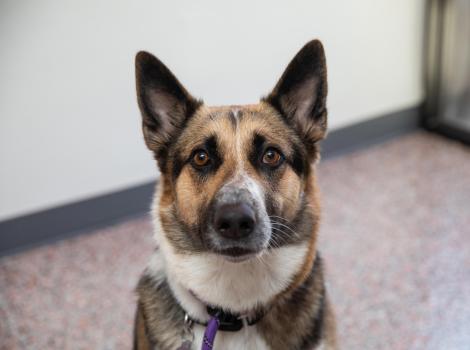 Black, brown and white dog with upright ears