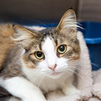 Tabby and white cat lying next to a blue litter pan