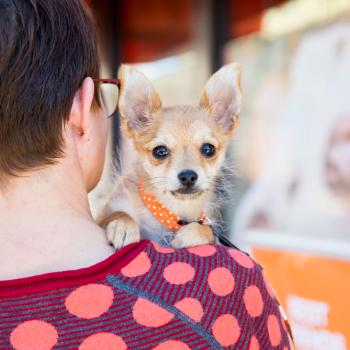 Person holding a shy looking puppy over her shoulder