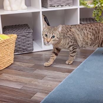 Tabby cat slinking along the floor near a shelving unit