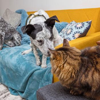 Black and white dog and a brown tabby cat nose-to-nose