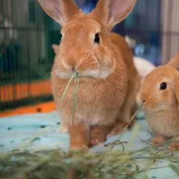 An adult and baby bunny, both chewing on hay