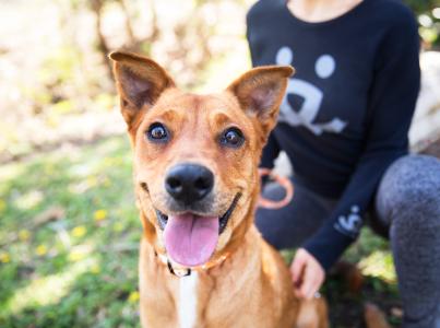 Person kneeling down with a happy dog that's sitting in the grass