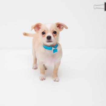 Tiny puppy wearing a blue collar