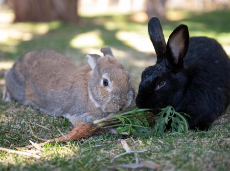 Torvi and Hope the rabbits outside with a carrot