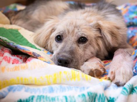 Huckleberry the puppy lying on a multicolored blanket